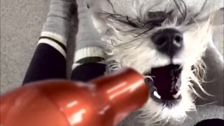 Hilarious Blow Dryer Effect On Mini Schnauzer Beard (SloMo) by ChumpieTheDog 38,888 views 7 years ago 1 minute, 23 seconds