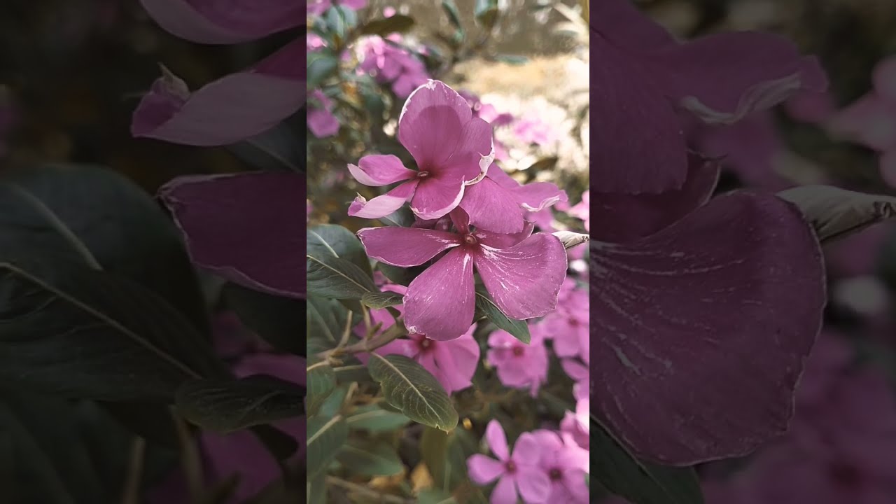The Nature Of A Flower Is To Bloom Shorts Reelstrending Viralvideos Videomic Reels