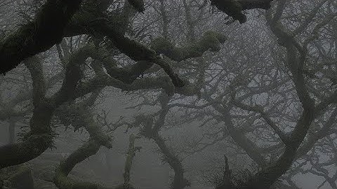 limerence but ur in a magical forest (slowed and reverb, birds, sparkles) ｡⋆ ✧∘* ೃ ⋆｡˚