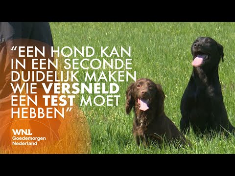 Video: Komondor Hondenras Hypoallergeen, Gezondheid En Levensduur