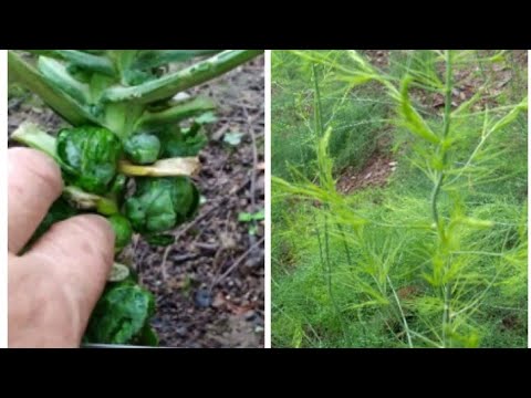 Vídeo: Como salvar plantas sobrecarregadas fertilizadas: 13 etapas