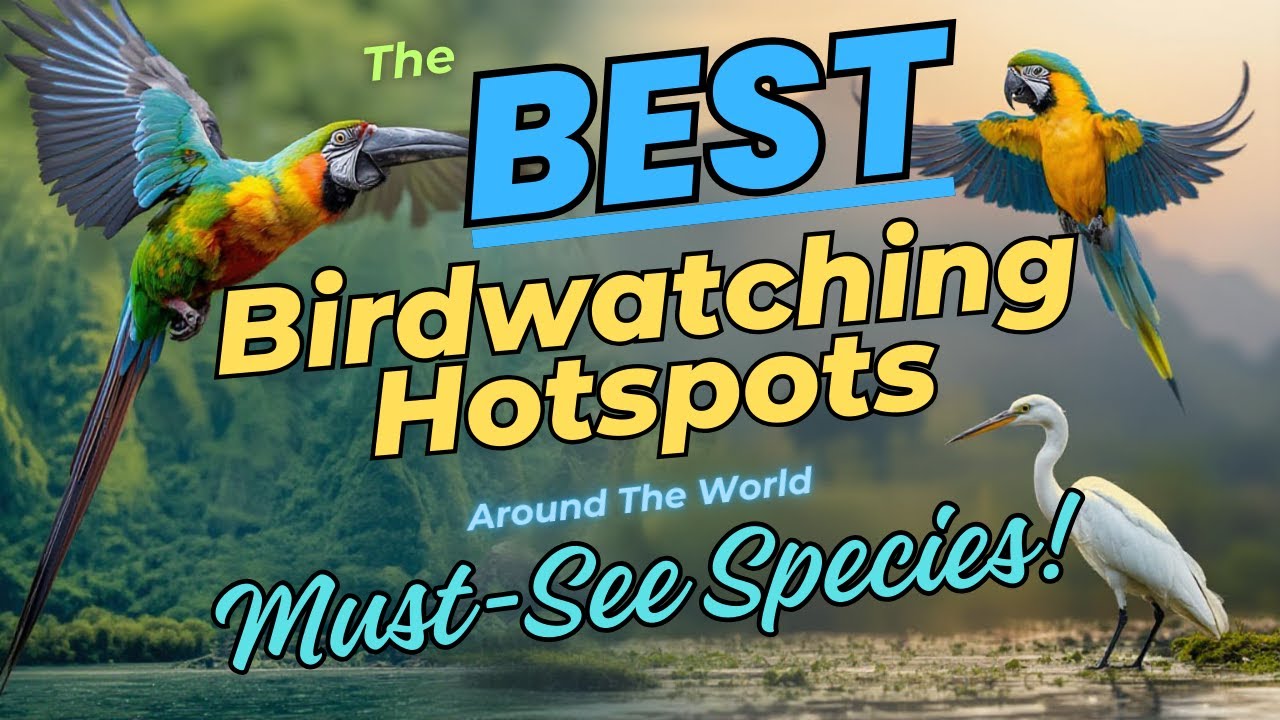 The BEST Birdwatching Hotspots Around The World 🌍 Must See Species ...