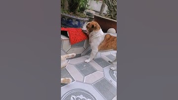 Hai cái đứa chỉ giỏi cà khịa đánh nhau