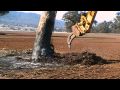 Excavator Removing Gum Tree