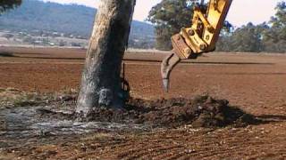 Excavator Removing Gum Tree