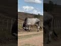 TOURAÇO GUZERÁ MARCANDO TERRITÓRIO NA GUZERÁ LF #shorts