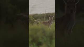 Kangaroo Reproductive Anatomy Explained by A.I. Wealth