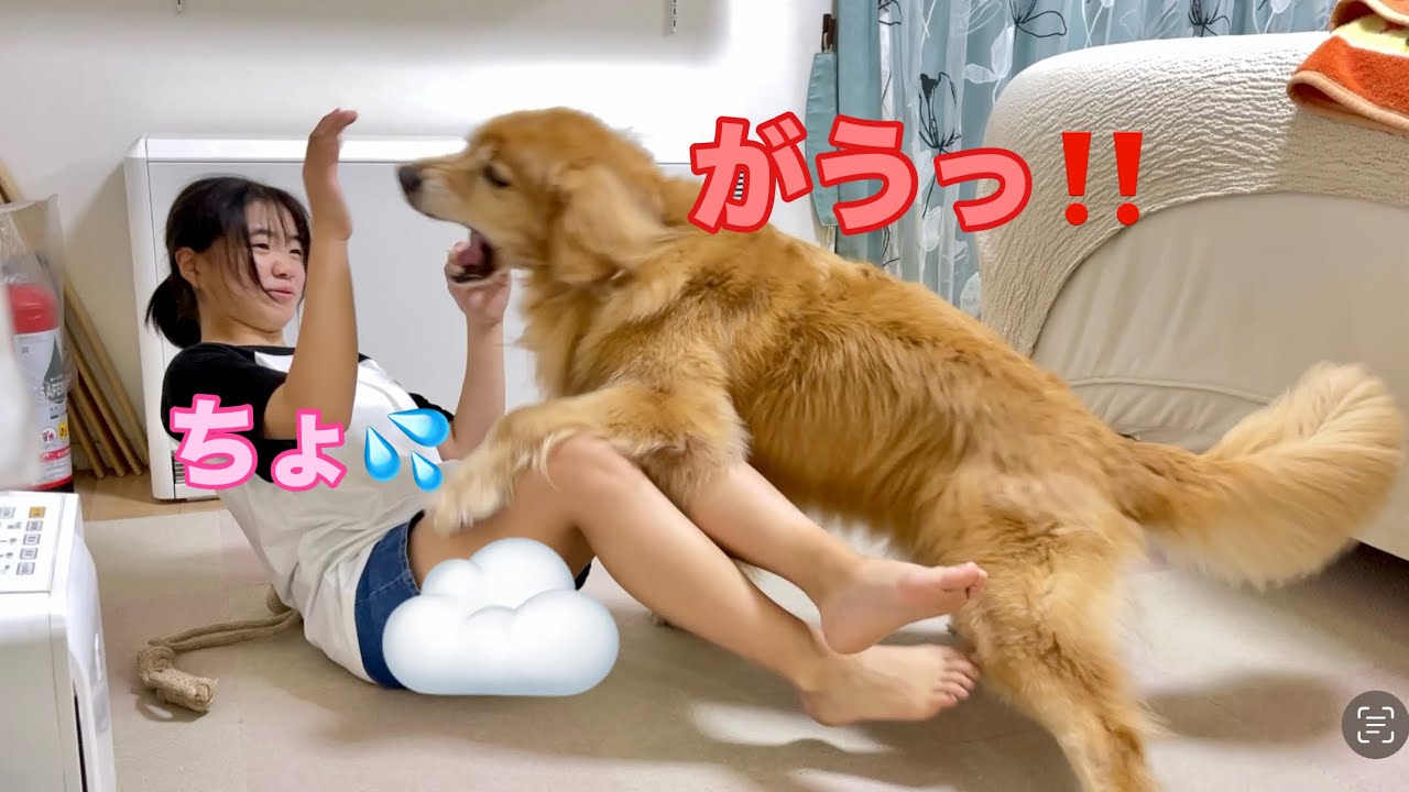 Cookie, a large dog (Golden Retriever and Miniature Dachshund) who
