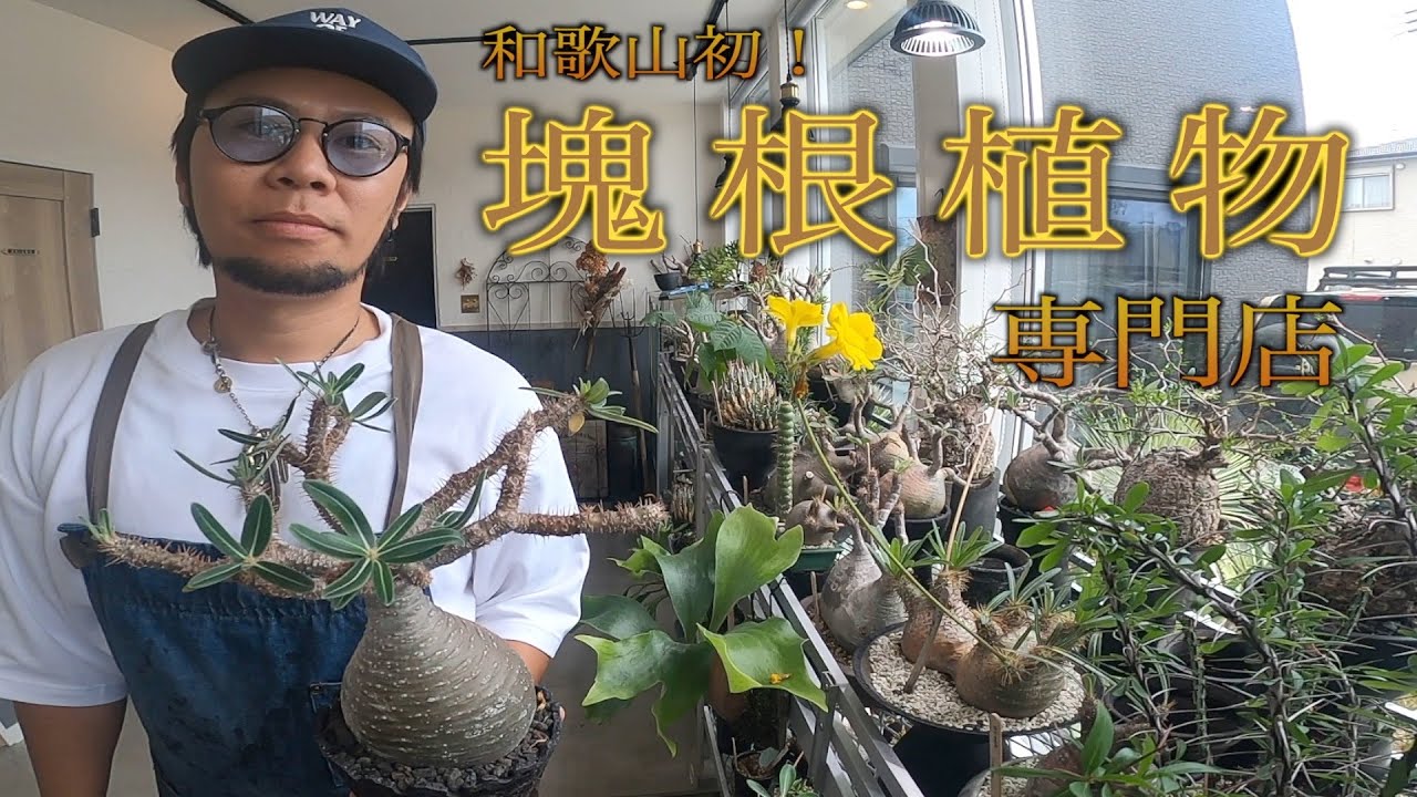 N5C【たぶん和歌山初】塊根植物専門店に潜入！100万でも売れない植物とは…