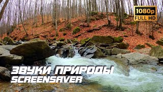 Живая природа - Бурная река | Осень | Звуки природы | Звуки реки | Релаксация | Снятие стресса