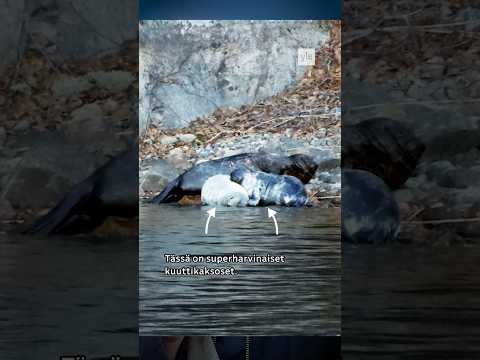 Suomessa syntyi kuuttikaksoset