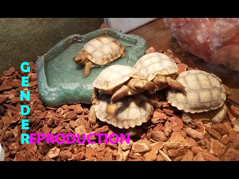 Desert Tortoise Gender and Reproduction