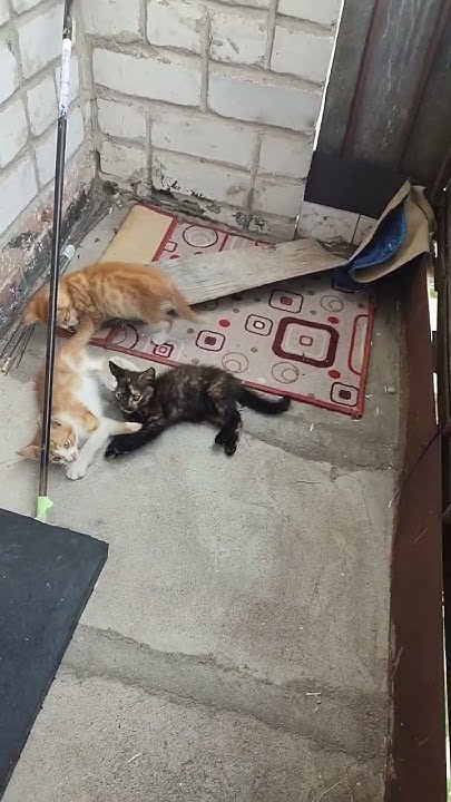 Отдам котят - YouTube