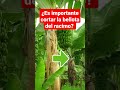 Se debe cortar o no la bellota del racimo de plátanos 🍌🍌🍌🍌🍌