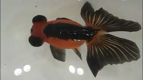 Cá Vàng Mắt Lồi Vàng Đen - Thienduongcacanh.com