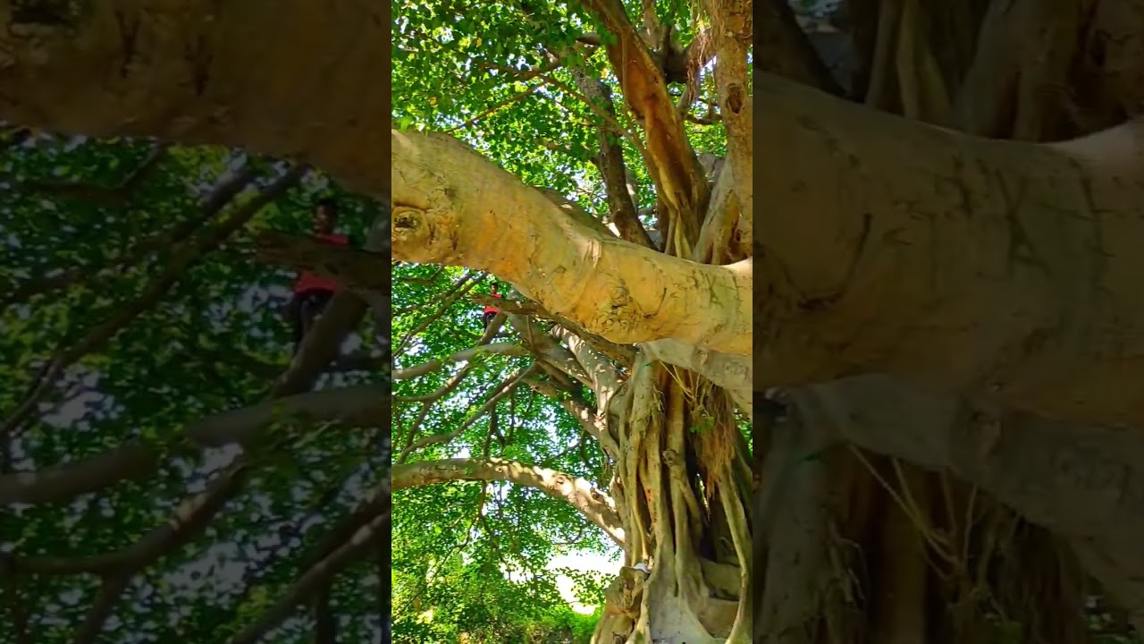 Banyan tree in Bangladesh #scenariobd