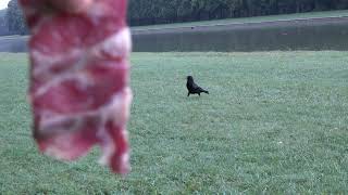 Corneille / Crow The Meat Time