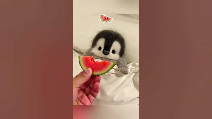 It's time to sleep but the little penguin is hungry #cute #adorable #penguin #cuteanimals #fluffy