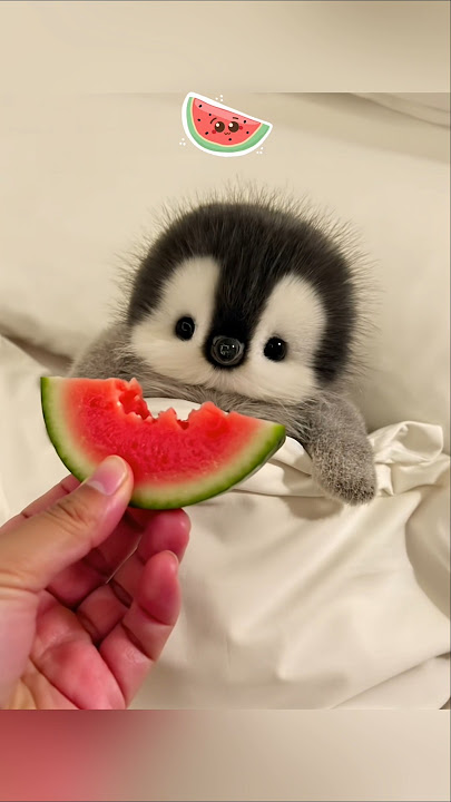 It's time to sleep but the little penguin is hungry #cute #adorable #penguin #cuteanimals #fluffy