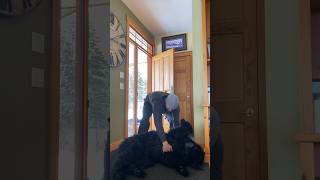 Stubborn 210 POUND  Frank the Newfoundlander. Please SUBSCRIBE For more of FRANK #dogs