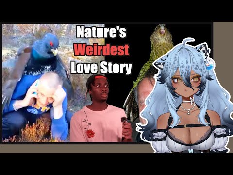 Vtuber Discovers That Birds Are HIGHKEY Freaky | Channie Reacts to Casual Geographic