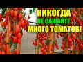 НЕ САЖАЙТЕ МНОГО ТОМАТОВ! БУДЕТ ТОЛЬКО ХУЖЕ!