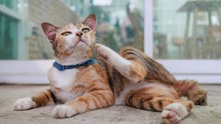Allergy-related scratching can heighten infection risks