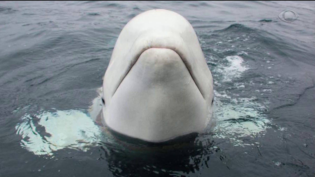 Há como fazer santuários onde orcas e belugas possam se retirar do