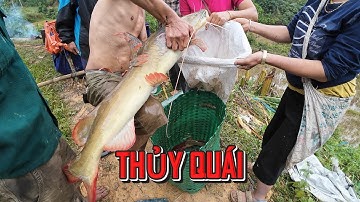 TÁT AO CÁ LÂU NĂM / BẮT TOÀN CÁ ĐĂNG TO BỰ / MƯỜNG THANH FOOD/ LVK-TV