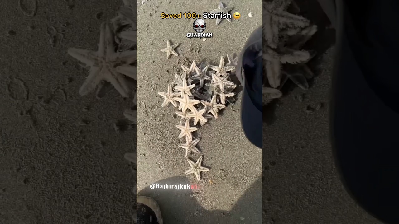 Couldn’t just watch… rescued and released this guitarfish.#shorts​ #sea​ #ocean​ #animals​ #viral​ by Rajbiraj Ko Kaahani