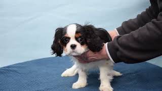 Bonnie | 13w old, female Cavalier King Charles Spaniel Puppy by Euro Puppy 53 views 1 month ago 21 seconds