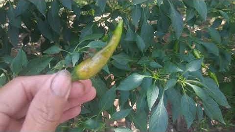 Ớt bị thối trái