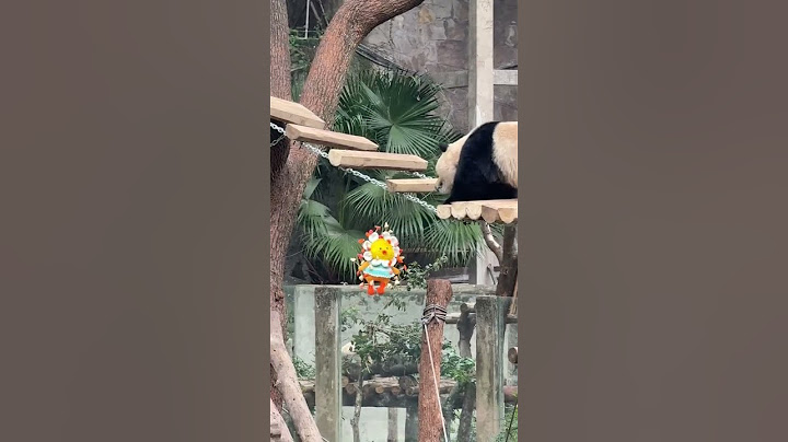 渝可好不容易爬上吊桥，去吃阿贝贝上的果果，不料一拽果果掉了下去大熊猫渝可 熊猫界顶流 被你萌化了 萌到爆炸了💥 一方水土养一方熊猫