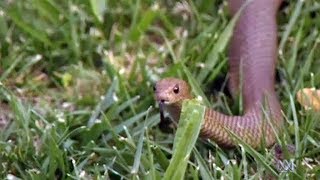 Brown Snake Bite kills Tamworth man - ABC News, Jan 11, 2018