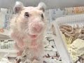とある日の ガサ子