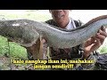 Nembak ikan gabus badot,  kewalahan saat naikin kedaratnya