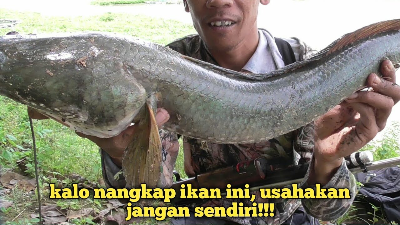 Nembak ikan gabus badot,  kewalahan saat naikin kedaratnya
