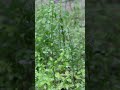 Gentle Rain on Forest Plants 🌧️ Relaxing Nature Rain