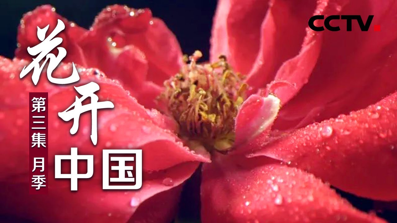 花开中国 第三集月季 Cctv纪录 Youtube