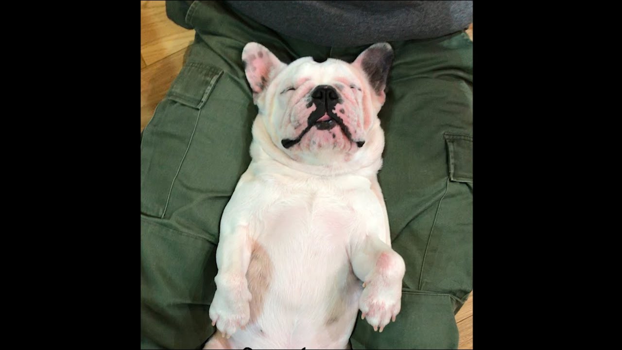 へんてこな愛犬ピカソの日常【フレンチブルドッグ】Strange Dog