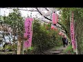 満開の桜　越生さくらの山公園　Cherry blossoms in full bloom Ogose Sakuranoyama Park