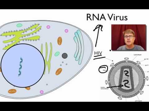 Viral Replication