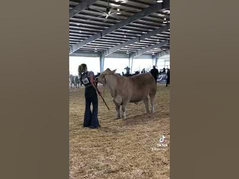 Love judge notes like this! #showcattle #showsteers #cattleshow #