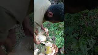 This is how you husk a coconut to extract its water inside🥥#png#coconutdrink