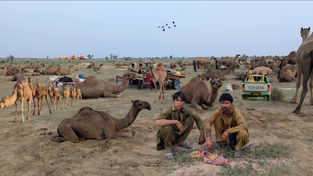 Desert Morning Routine |  Life With Camels | Real Desert Village Lifestyle