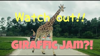 Lion Country Safari | Meet the Giraffe | Florida Adventure | The Belle Sisters