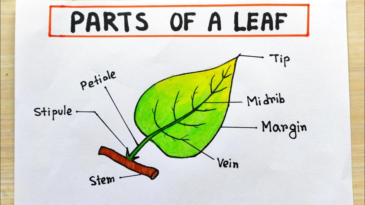 Different parts Leaf drawing easy |Tree leaf parts drawing idea|How to ...