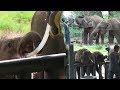 Feeding time at the Uda Walawe Elephant Transit center (Sri Lanka)