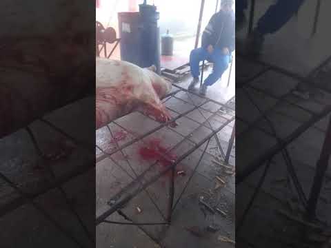 Video: Conținutul Caloric Al Porcului - Fiert, Prăjit, înăbușit