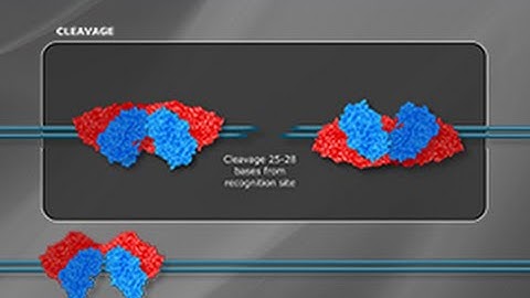 What is a Type III Restriction Enzyme?